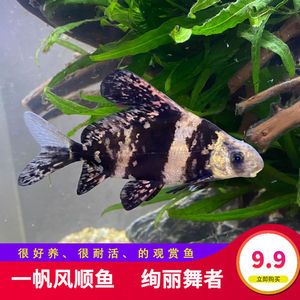 海沙魚缸養(yǎng)什么淡水魚好（如何選擇適合的淡水魚） 魚缸百科 第1張