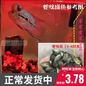 淡水魚魚缸混養(yǎng)可以嗎（淡水魚混養(yǎng)的注意事項(xiàng)） 魚缸百科 第1張