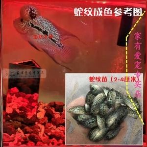 淡水魚魚缸混養(yǎng)可以嗎（淡水魚混養(yǎng)的注意事項(xiàng)） 魚缸百科 第2張