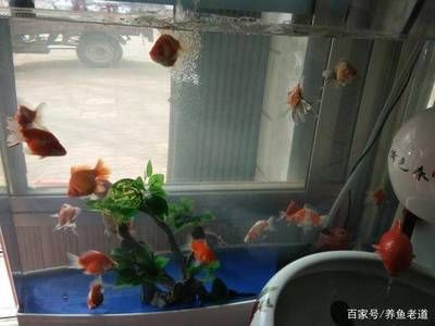 換水魚缸大量棉絮怎么回事（換水后魚缸出現(xiàn)大量棉絮可能是由多種因素引起的）