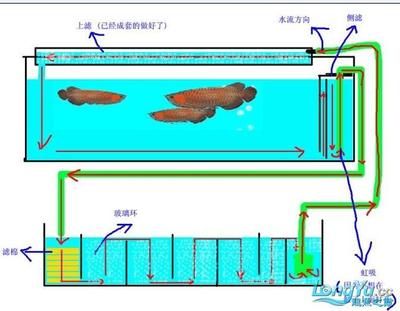 虹吸過濾魚缸虹吸制作方法自制（自制虹吸過濾系統(tǒng)）