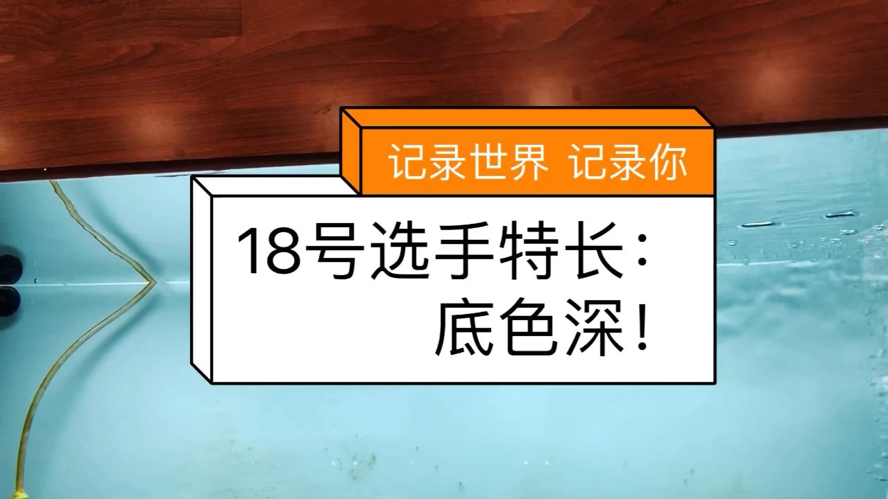 18號(hào)選手登場(chǎng)?。ㄈf隆天王烈焰） 觀賞魚論壇