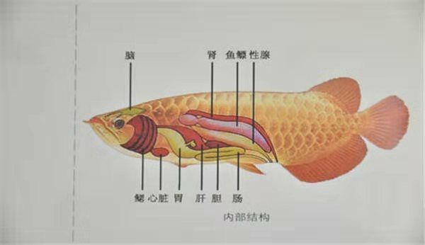 養(yǎng)魚秘訣（濟(jì)南睿智發(fā)動(dòng)機(jī)評(píng)論：【喂食】,1、換水當(dāng)日停食一天） 觀賞魚論壇