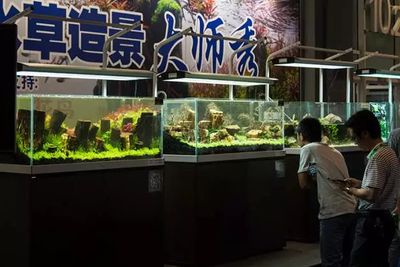 廣州國(guó)際觀賞魚及水族器材展覽會(huì)時(shí)間（2024年廣州國(guó)際觀賞魚及水族器材展覽會(huì)門票預(yù)訂） 祥龍進(jìn)口元寶鳳凰魚 第3張