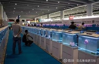 廣州國(guó)際觀賞魚及水族器材展覽會(huì)時(shí)間（2024年廣州國(guó)際觀賞魚及水族器材展覽會(huì)門票預(yù)訂） 祥龍進(jìn)口元寶鳳凰魚 第4張