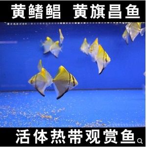 觀賞魚黃旗昌（黃旗昌是一種熱帶淡水觀賞魚）