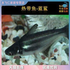 觀賞魚大白鯊吃什么（觀賞魚大白鯊的進(jìn)化歷程） 奈及利亞紅圓點(diǎn)狗頭 第3張