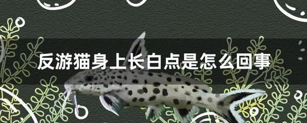 觀賞魚身上有白色點怎么治療（觀賞魚身上出現白色點可能是由水霉病引起的藥物來預防和治療） 九鼎魚缸 第3張