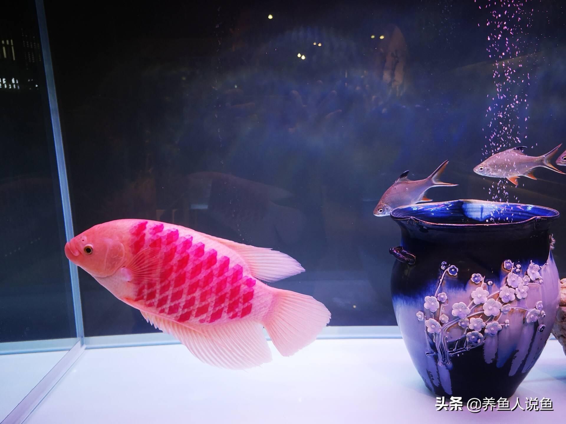 大型觀賞魚(yú)排名（全球十大名貴觀賞魚(yú)之一，白金龍魚(yú)是世界上最昂貴的龍魚(yú)） 祥龍進(jìn)口元寶鳳凰魚(yú) 第1張