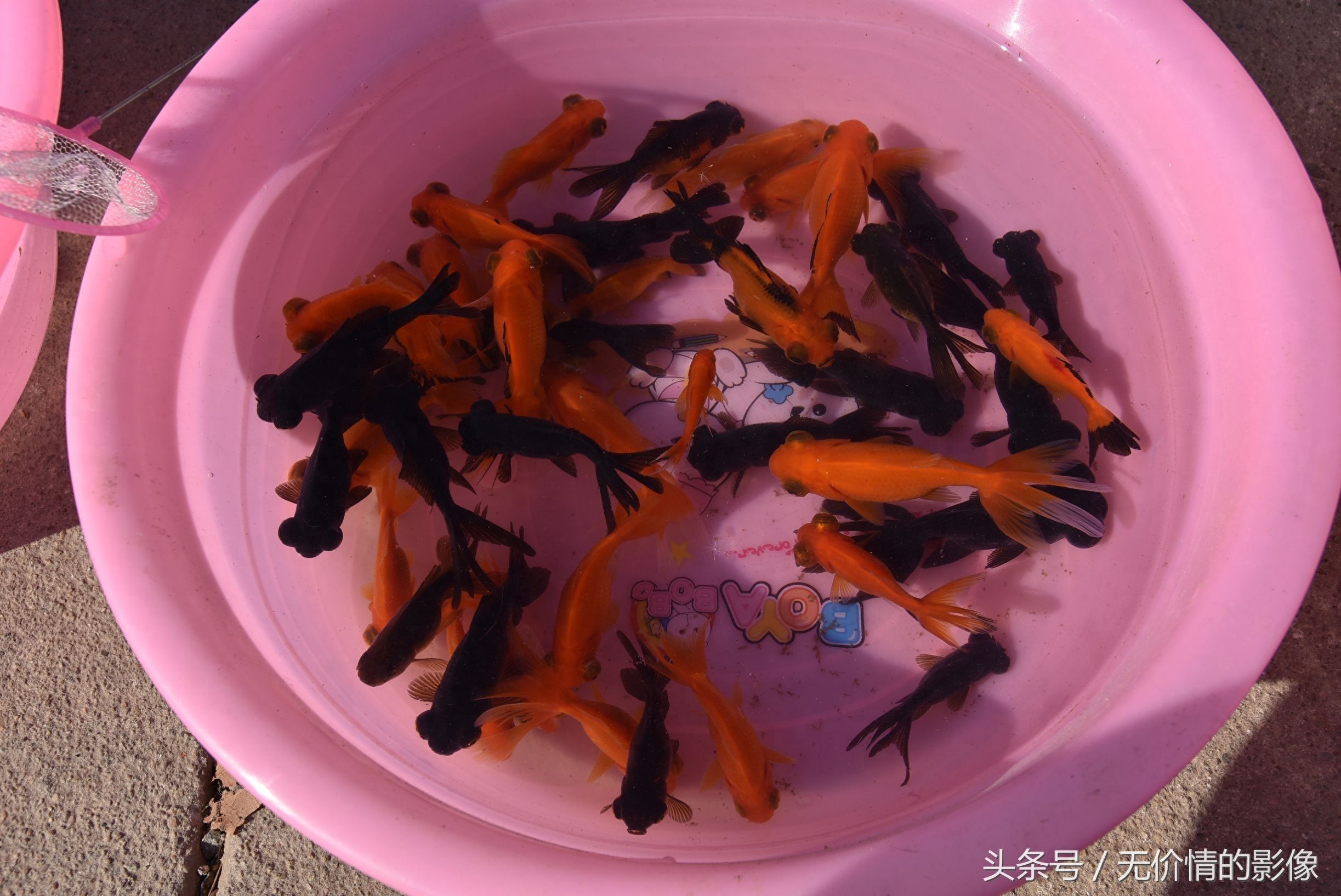 觀賞魚出售（北京觀賞魚市場(chǎng)競(jìng)爭(zhēng)格局觀賞魚市場(chǎng)競(jìng)爭(zhēng)格局觀賞魚市場(chǎng)） 黃金達(dá)摩魚 第1張