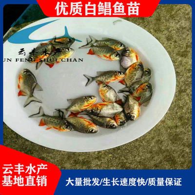 湖北觀賞魚養(yǎng)殖基地（湖北省觀賞魚養(yǎng)殖基地有哪些） 眼斑魚 第3張