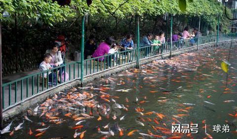 戶外觀賞魚池的做法（戶外觀賞魚池的建造需要考慮多個因素和注意事項和注意事項）