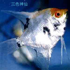 常溫觀賞魚有哪些特點(diǎn)（關(guān)于常溫觀賞魚的一些特點(diǎn)和飼養(yǎng)注意事項(xiàng)） 水族品牌 第2張