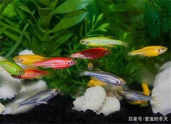 常溫觀賞魚有哪些特點(diǎn)（關(guān)于常溫觀賞魚的一些特點(diǎn)和飼養(yǎng)注意事項(xiàng)） 水族品牌 第3張