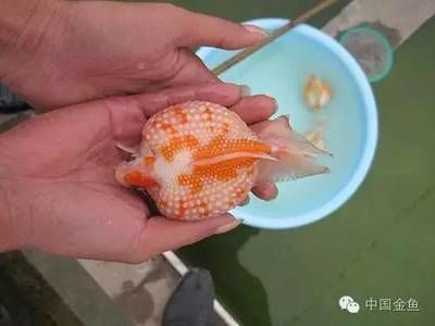 皇冠魚怎么養(yǎng)起頭（皇冠魚的飼養(yǎng)技巧包括以下幾個(gè)方面） 愛龍仕 第2張