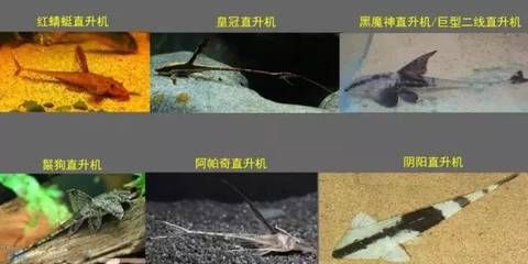 皇冠魚怎么養(yǎng)起頭（皇冠魚的飼養(yǎng)技巧包括以下幾個(gè)方面） 愛龍仕 第3張