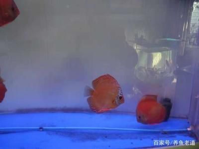 皇冠魚怎么養(yǎng)起頭（皇冠魚的飼養(yǎng)技巧包括以下幾個(gè)方面） 愛龍仕 第1張