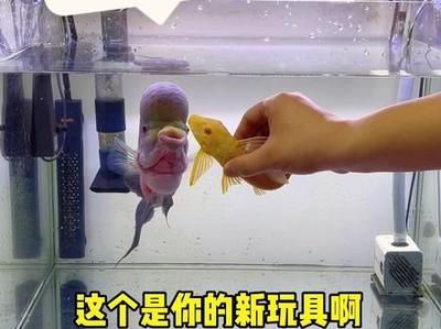 觀賞魚的心情句子（關(guān)于觀賞魚的心情） 非洲金鼓魚 第1張