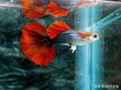 觀賞魚(yú)的壽命一般多少年（觀賞魚(yú)的養(yǎng)護(hù)秘籍） 大正錦鯉魚(yú) 第2張