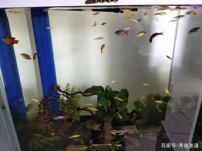 成群結(jié)隊的觀賞魚怎么養(yǎng)（養(yǎng)觀賞魚的注意事項） 羅漢魚批發(fā) 第2張