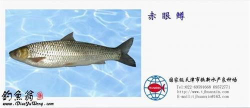 紅眼魚釣法（紅眼魚怎么釣？） 野彩魚 第3張