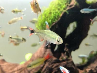 觀賞魚加鹽是食用鹽嗎（觀賞魚為什么要加鹽） 埃及神仙魚 第3張