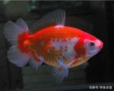 廣東養(yǎng)什么觀賞魚不用加熱棒（廣東本土觀賞魚探秘）