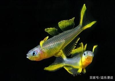 觀賞魚只喂豐年蝦可以嗎（豐年蝦的營養(yǎng)價值及養(yǎng)殖技巧） 飛鳳魚 第1張