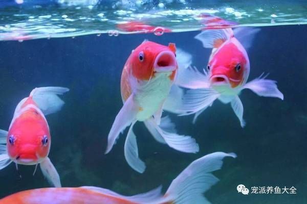 花草觀賞魚的寓意及象征（中國傳統(tǒng)風(fēng)水魚文化中國傳統(tǒng)風(fēng)水魚的寓意及其寓意） 文玩 第2張