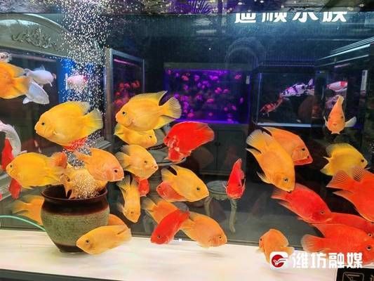 花草觀賞魚的寓意及象征（中國傳統(tǒng)風(fēng)水魚文化中國傳統(tǒng)風(fēng)水魚的寓意及其寓意） 文玩 第3張