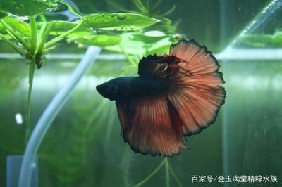 觀賞魚的特征（關(guān)于觀賞魚的知識） 飛鳳魚 第2張