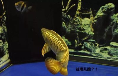 返垢金龍?jiān)趺崔k（揭秘龍魚飼養(yǎng)中的返垢現(xiàn)象，如何避免返垢現(xiàn)象的發(fā)生） 觀賞魚 第4張