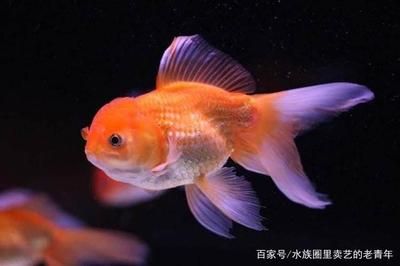 觀賞魚可以吃嗎白色的（觀賞魚與食用魚的區(qū)別觀賞魚與食用魚的區(qū)別是什么）