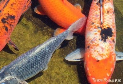 觀賞魚大魚好養(yǎng)還是小魚好養(yǎng)呢（觀賞魚的預(yù)防與治療） 黃金夢幻雷龍魚 第1張