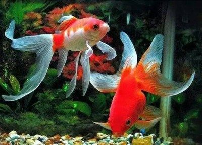 過年回家觀賞魚怎么辦?。ù汗?jié)期間觀賞魚的養(yǎng)護方法）