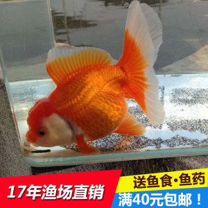 好養(yǎng)活的冷水觀賞魚排行榜（冷水觀賞魚排行榜） 大嘴鯨魚 第1張