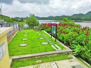 觀山湖區(qū)賣觀賞魚(yú)的地方（觀山湖區(qū)水族館） 黃金招財(cái)貓魚(yú) 第3張