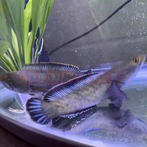 觀賞魚(yú)是淡水魚(yú)嗎（淡水魚(yú)與海水魚(yú)的區(qū)別）