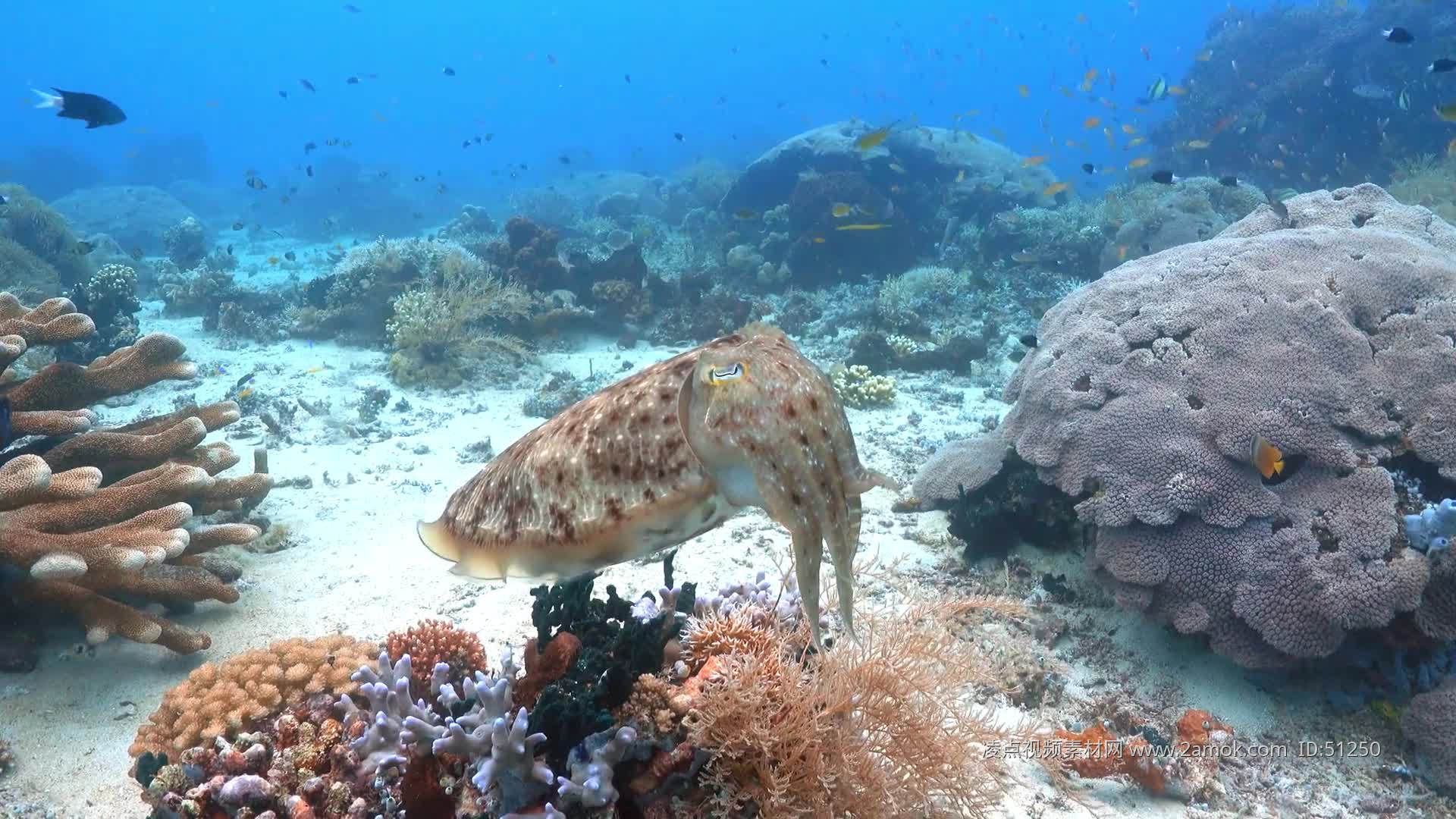 海底世界視頻高清魚類視頻超長（海底世界是一個(gè)充滿神秘和美麗的地方特別是其中的魚類） 熊貓異形魚L46 第1張