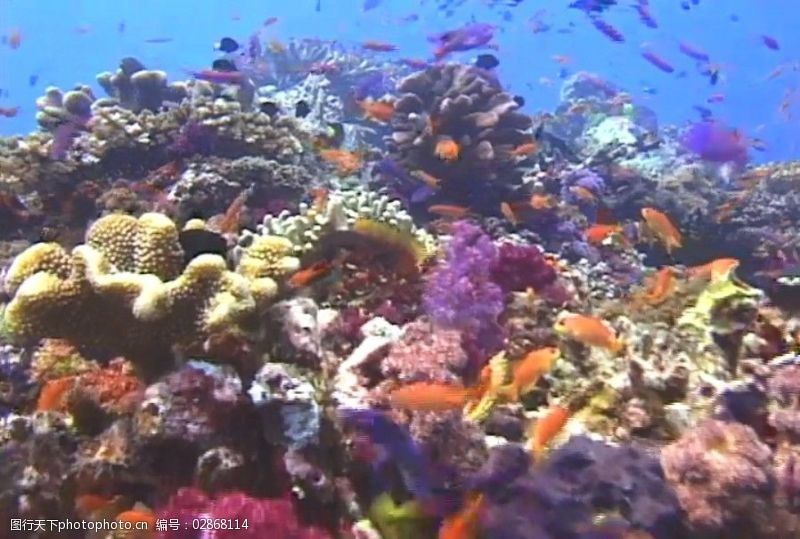 海底世界視頻高清魚類視頻超長（海底世界是一個(gè)充滿神秘和美麗的地方特別是其中的魚類） 熊貓異形魚L46 第3張