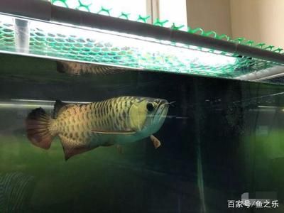 高背和過背金龍的區(qū)別（高背金龍魚與過背金龍魚的區(qū)別）