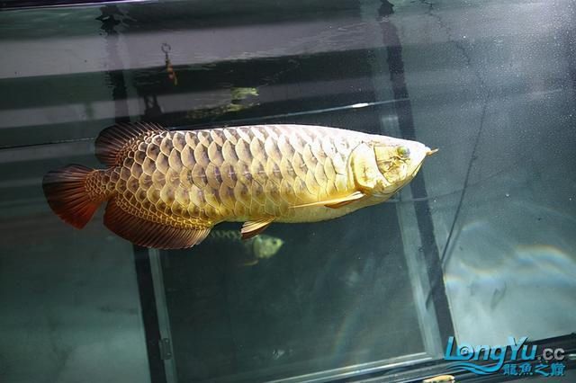 高背和過背金龍的區(qū)別（高背金龍魚與過背金龍魚的區(qū)別） 和興紅龍 第4張