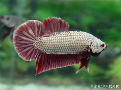 觀賞魚什么最好養(yǎng)活（觀賞魚的養(yǎng)護(hù)秘籍）