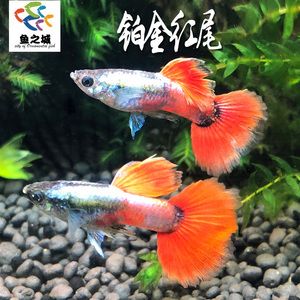 觀賞魚(yú)白金魚(yú)能混養(yǎng)嗎（關(guān)于觀賞魚(yú)混養(yǎng)的問(wèn)題） 雙線側(cè)魚(yú) 第1張