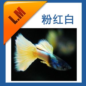 觀賞魚(yú)白金魚(yú)能混養(yǎng)嗎（關(guān)于觀賞魚(yú)混養(yǎng)的問(wèn)題） 雙線側(cè)魚(yú) 第3張