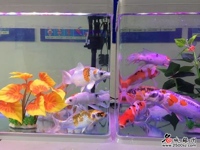 花鳥市場有觀賞魚賣嗎（花鳥市場賣的觀賞魚超會賺錢，但背后真相很殘忍）