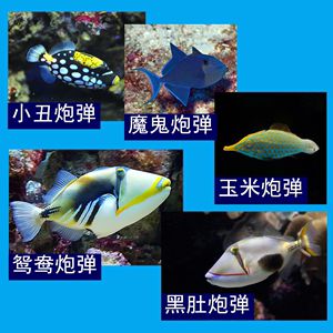 觀賞魚(yú)海魚(yú)（海水觀賞魚(yú)海水觀賞魚(yú)的飼養(yǎng)技巧飼養(yǎng)技巧飼養(yǎng)技巧） 赤荔鳳冠魚(yú) 第1張