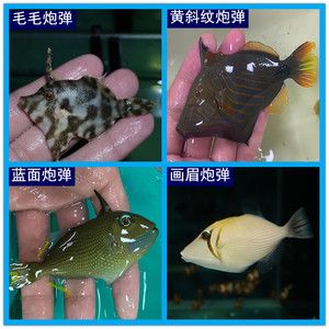 觀賞魚(yú)海魚(yú)（海水觀賞魚(yú)海水觀賞魚(yú)的飼養(yǎng)技巧飼養(yǎng)技巧飼養(yǎng)技巧） 赤荔鳳冠魚(yú) 第4張