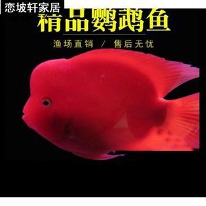 紅鸚鵡魚多少錢一條（紅鸚鵡魚價(jià)格受到多種因素影響紅鸚鵡魚價(jià)格受到多種因素影響）