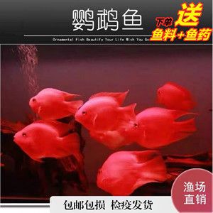 紅鸚鵡魚多少錢一條（紅鸚鵡魚價(jià)格受到多種因素影響紅鸚鵡魚價(jià)格受到多種因素影響）